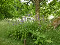 P1060215Glockenblumen.webp