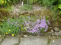 P1060220Thymian.webp