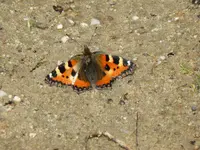 P1060221Kleiner Fuchs.webp