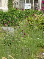 P1060226Berg Lauch.webp