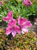 P1060227Inkalilie.webp