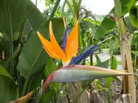 P1060240Paradiesvogelblume.webp