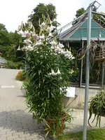 P1060233Baumlilie.webp