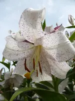 P1060234Baumlilie.webp