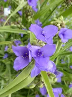 P1060242Tradeskantie.webp