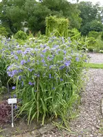 P1060243Tradeskantie.webp
