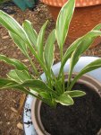 lancifolia nishikii_600x800.JPG