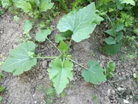 IMG_20170619_065639.webp
