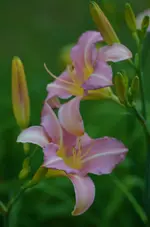 2catherinewoodberry.jpg