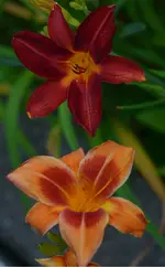 2outreagus und rubywine.webp