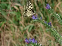 IMG_2099.JPG