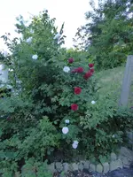 P1040848.webp