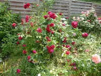P1050009.webp