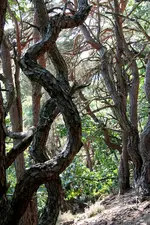 IMG_0368 Baum schw.webp