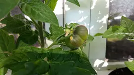 20170624_084321.webp