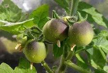 20170624_084328.webp