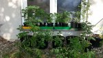 20170624_084215.jpg
