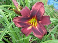 mildred kelly_1067x800.webp