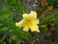 trichter im sand 004.webp