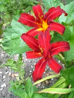 trichter im sand 005.webp