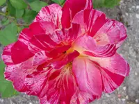 trichter im sand 010.webp