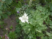 P1010137.webp