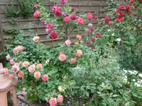 P1010142.webp