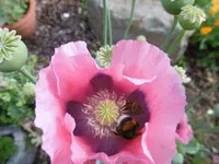 P1010140.webp