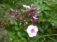 P1010143.webp