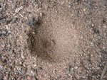 trichter im sand 003.jpg