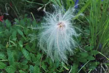 Garten silberwurz.webp