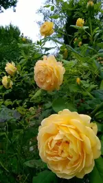 1152_3035663966373933.webp