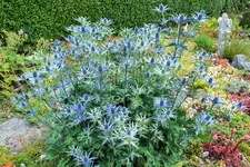 DSCF9288 (2).webp