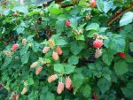 Garten Juni 17.jpg