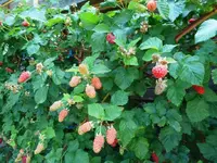 Garten Juni 17.webp