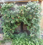 Garten Juni 20.webp