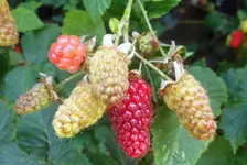 Garten Juni 21.webp