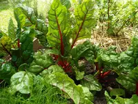 Garten Juni 16.webp