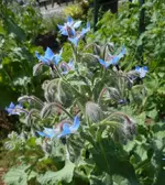 Garten Juni 13.webp