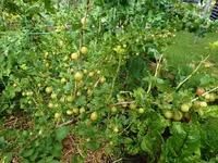 Garten Juni 22.jpg