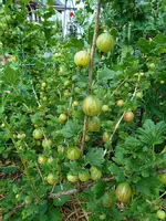 Garten Juni 23.webp