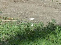 P1050059.JPG
