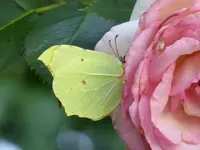 P1050083.webp