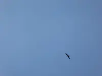 P1050116.webp