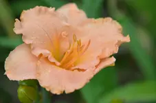 3elsiabeth salter.webp