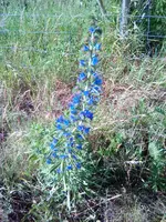 IMG_20170618_165415.webp