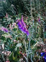 IMG_20170618_170011.webp