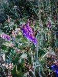 IMG_20170618_170011.jpg