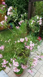 PHOTO_20170624_195211.webp