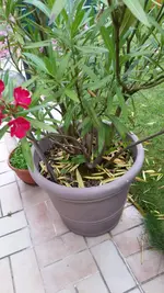 PHOTO_20170624_195227.webp
